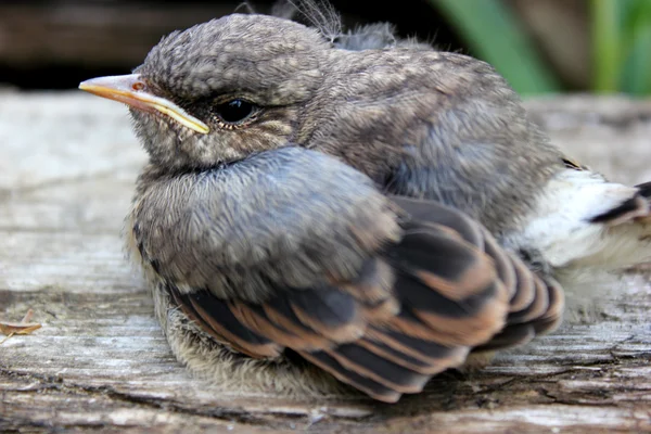 stock image Little chick