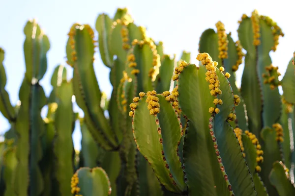 Green Cactus Plant — Stock Photo, Image