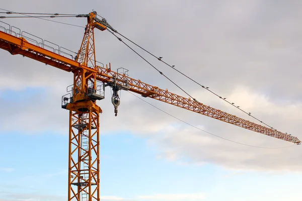 Stock image Yellow Crane