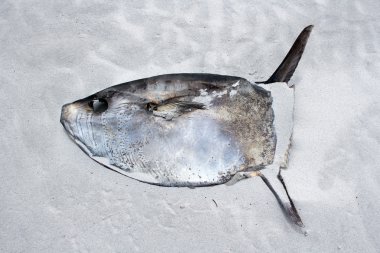 kommetjie, cape town, Güney Afrika plajda yatan ölü balık