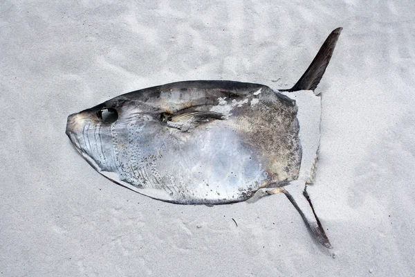 Kuollut kala makaa Kommetjien rannalla Kapkaupungissa, Etelä-Afrikassa — kuvapankkivalokuva