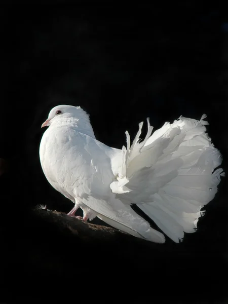 Paloma blanca — Foto de Stock