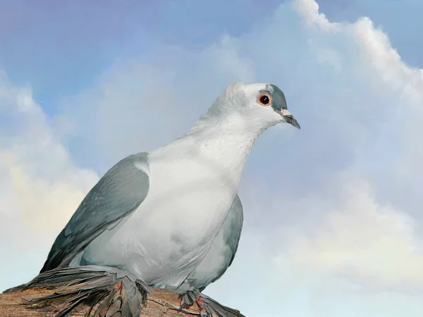 在一个分支与蓝蓝的天空中的鸽子 — 图库照片