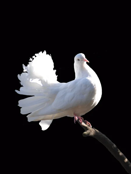 Paloma blanca — Foto de Stock