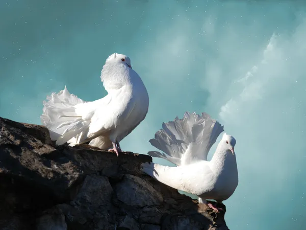 Білі голуби — стокове фото