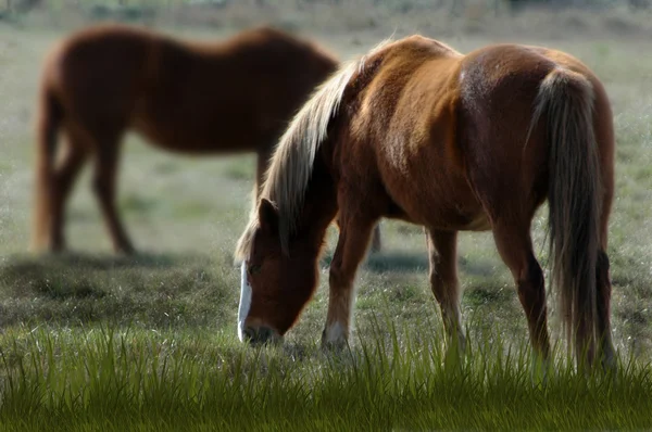 Paarden in het veld in een lente — Stockfoto
