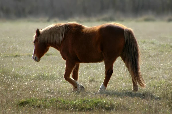 Cavallo nel campo in un giorno di primavera — Foto Stock