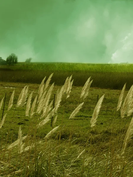 Stock image Field in a spring day