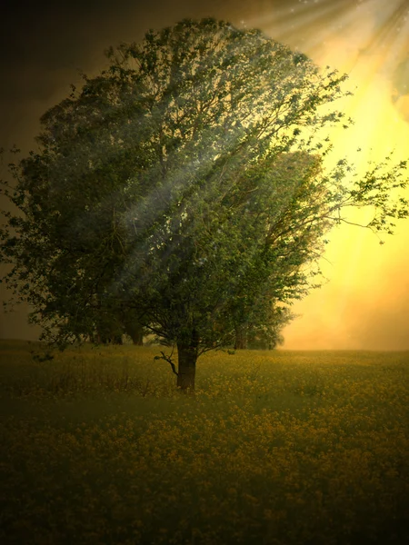 Волшебное дерево — стоковое фото