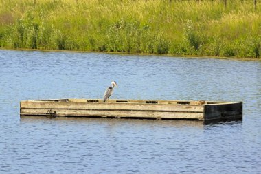 Heron bir mavna üzerinde uyku