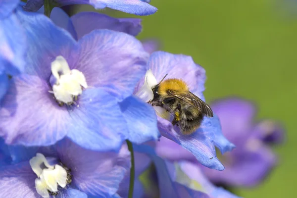 La abeja recogiendo el néctar de la flor Imágenes de stock libres de derechos