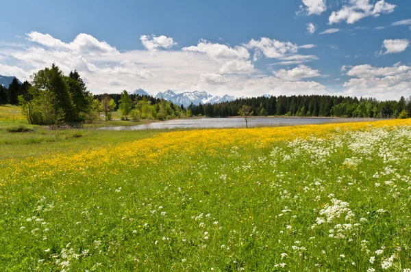Meadow in front of Hegratsrieder See, Bavarian Alps, Germany — Stock Photo, Image
