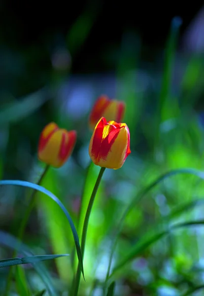 Rote und gelbe Tulpen — Stockfoto