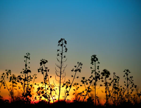 Rapeseed blossom at sunset — Stock Photo, Image