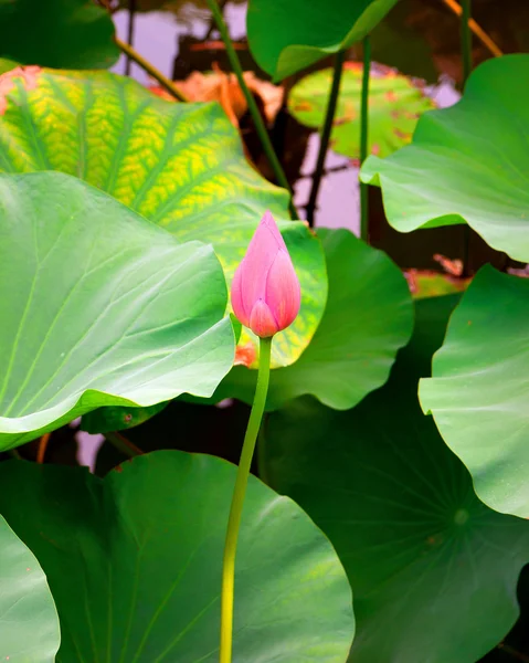 Bud av lotusblomma — Stockfoto