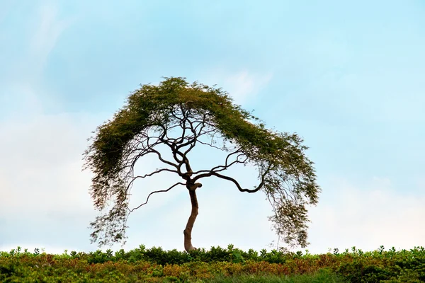 Невелике дерево — стокове фото