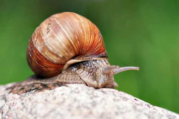 Snail on rock — Stock Photo, Image
