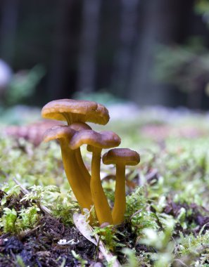 Huni Cantharellus cibarius