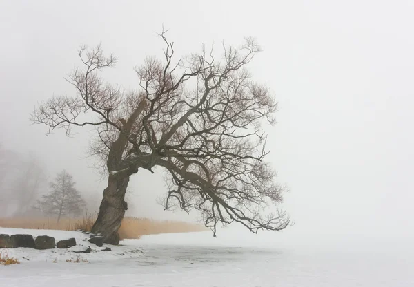 Söğüt ağacı — Stok fotoğraf
