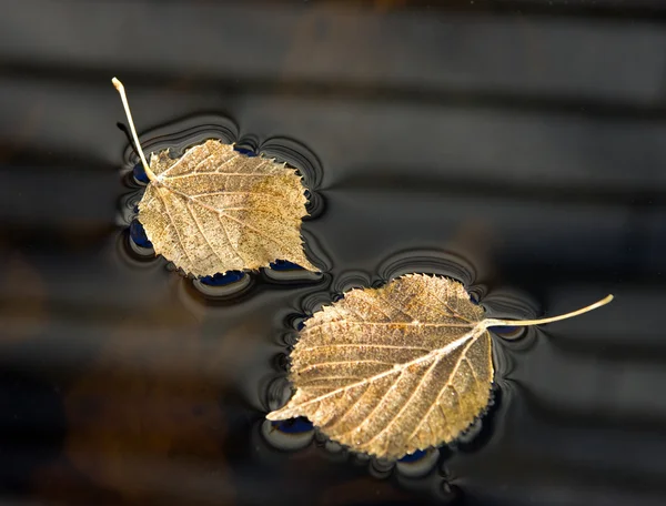 Листья лайма в воде — стоковое фото
