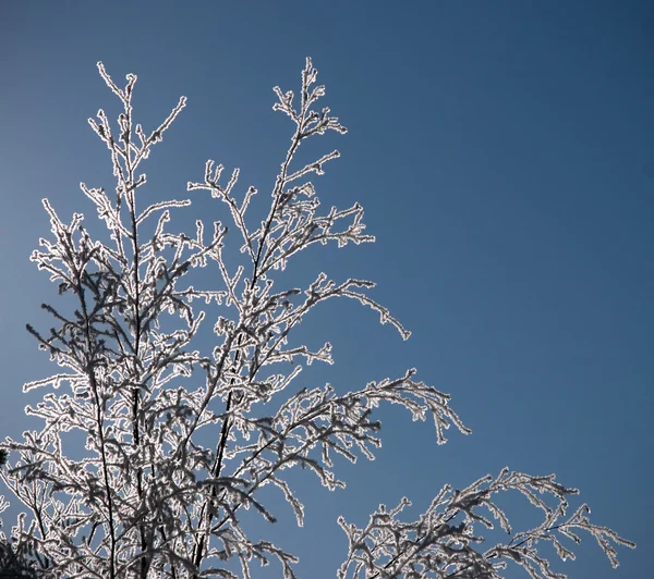 冷冻小树枝 — 图库照片
