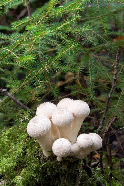 Пушистые грибы — стоковое фото