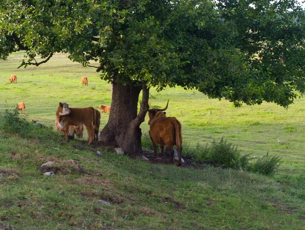 Krávy pod stromem — Stock fotografie