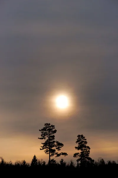Barrträd på vinter himlen — Stockfoto