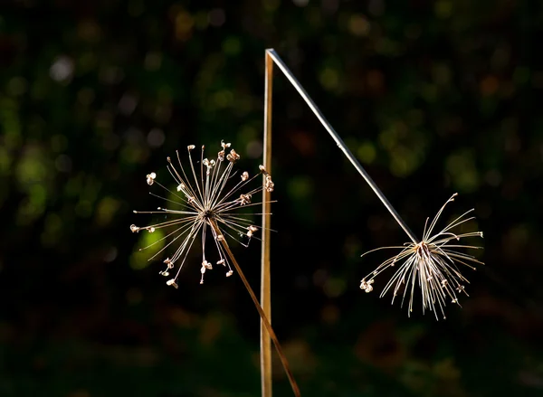 Kuru allium çiçekler — Stok fotoğraf