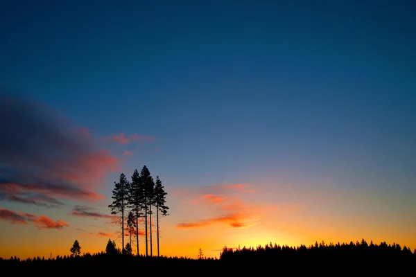 Árvores de coníferas no céu colorido ao pôr do sol — Fotografia de Stock