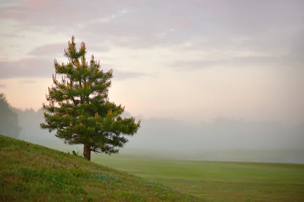 霧のかかった朝に針葉樹 — ストック写真