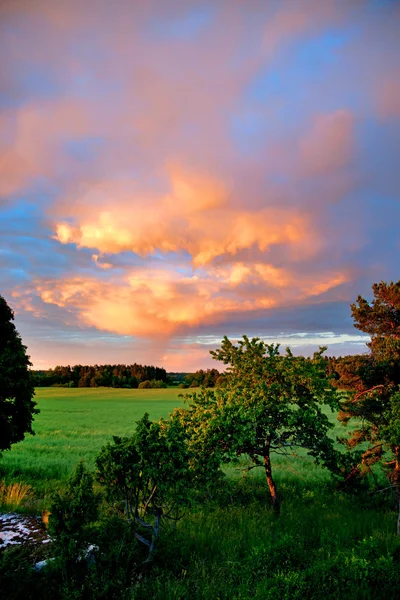 A mező és a fák, az esti fényben — Stock Fotó