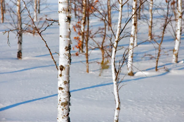 Birken im Winter — Stockfoto