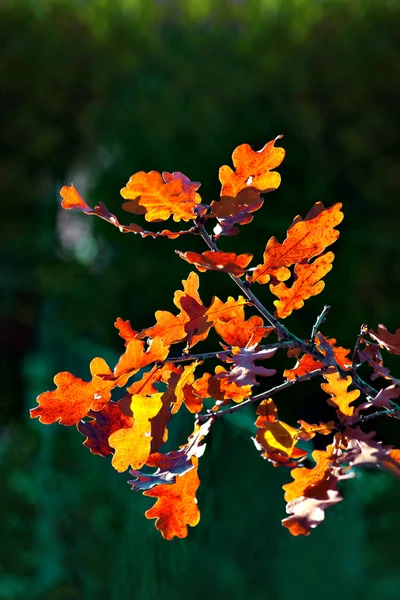 Oak tree leaves in autumn — Stock Photo, Image