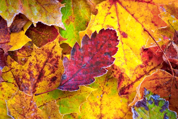 Осенние листья с морозом — стоковое фото