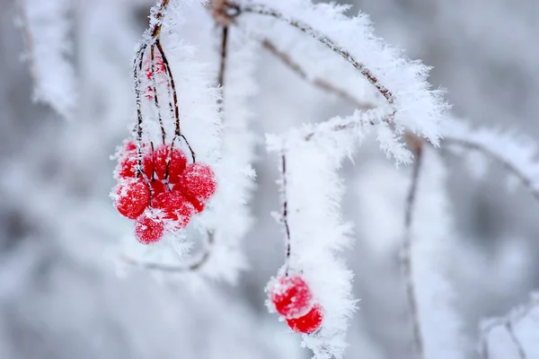 Bagas vermelhas no inverno — Fotografia de Stock