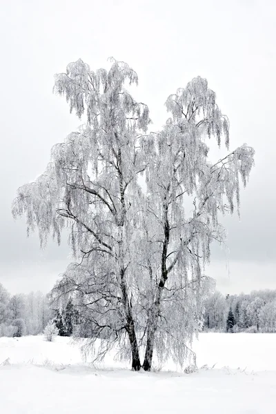 Birke im Winter — Stockfoto