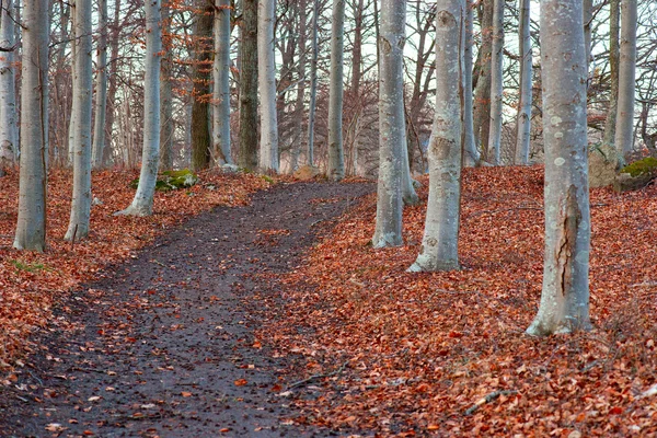 Park se stromy na podzim — Stock fotografie