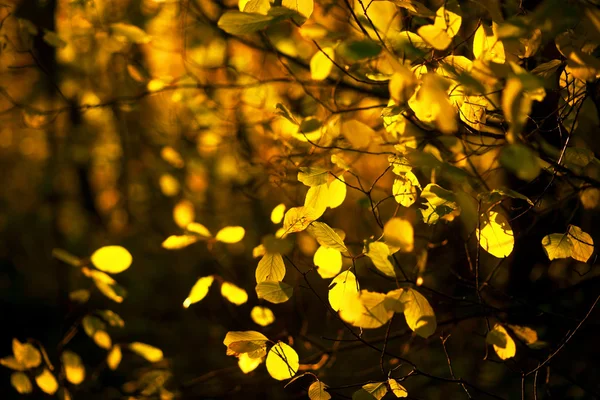Árbol de lima en otoño — Foto de Stock
