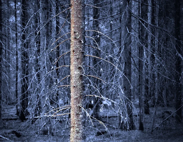 Bosque azul espeluznante —  Fotos de Stock