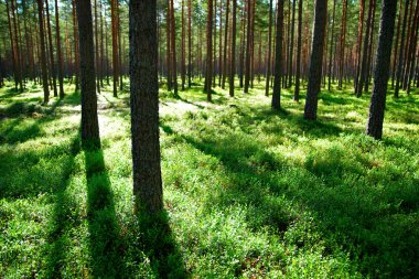 Pine trees with shadows in evening light clipart