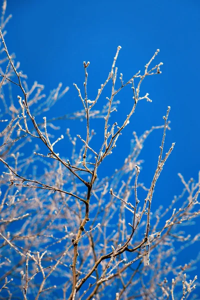 Branches avec cristaux de glace — Photo