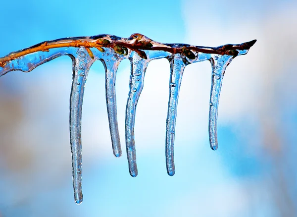 Branch with icicles — Stock Photo, Image