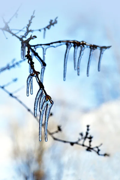 Blue icicles in tree — Stock Photo, Image