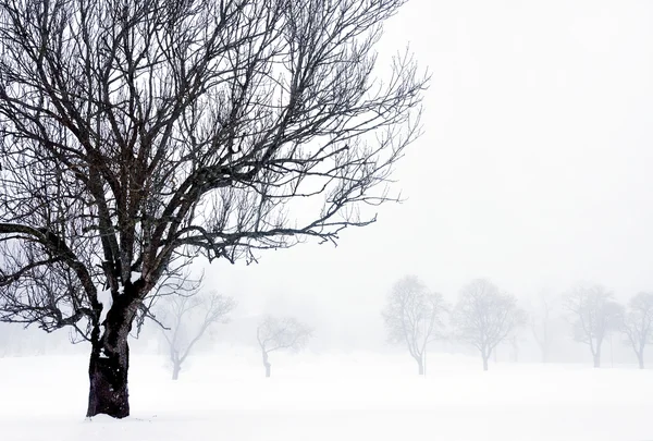Paesaggio invernale appannato — Foto Stock