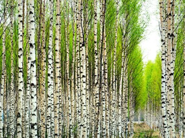 Birch trees in spring clipart