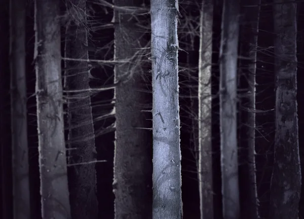 Ürkütücü Orman — Stok fotoğraf