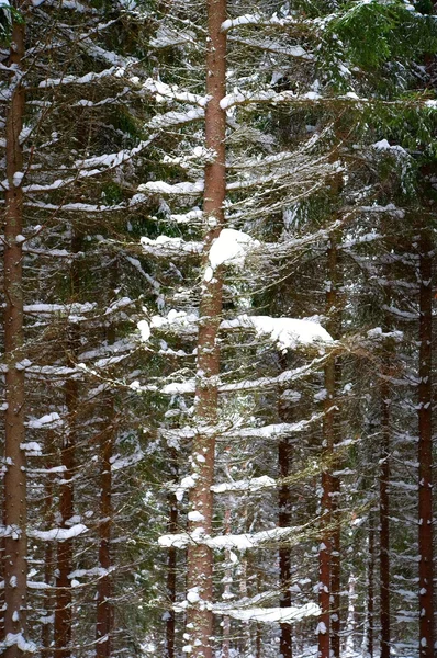 Puut talvella — kuvapankkivalokuva
