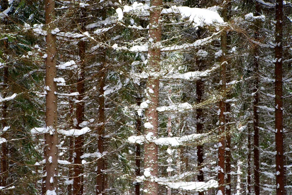 Деревья зимой — стоковое фото