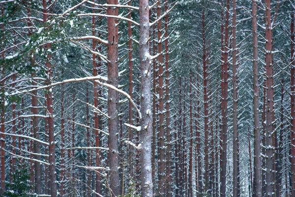 Kış, ağaçlar — Stok fotoğraf
